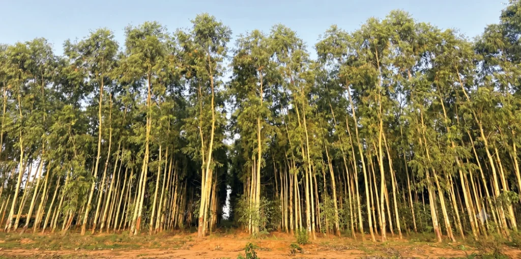 a case study of claiming tax –fee agriculture income from the sale of agroforestry grown wood